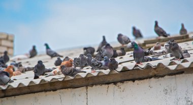 Güvercinler çatıda oturuyor Gökyüzüne karşı.
