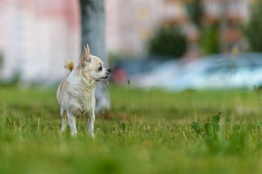 Küçük Chihuahua yazın parkta çimlerde oynar..