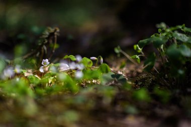 Güneşli bir günde Anemone Nemorosa kapanıyor.