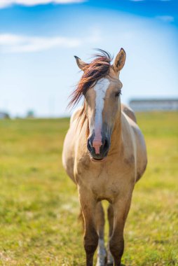 Yalnız at çayırda otluyor..