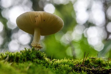 Ormandaki mantar makrosu