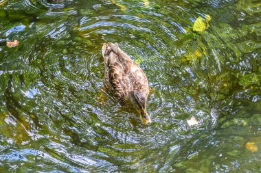 Ördekler gölette yüzüyor.