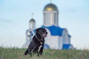 Tarladaki güzel siyah bir Labrador 'un portresi, uzaklarda bir kilise görebilirsiniz..