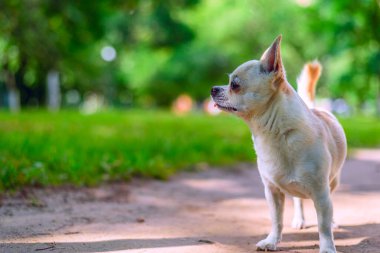 Chihuahua bahçede oynuyor.