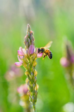 Bir arı çiçeğin içinde nektar toplar..