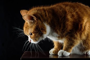 Güzel kırmızı kedi siyah arka planda