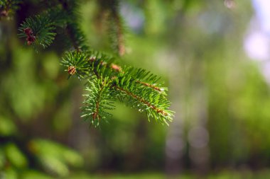 Spruce şubesinin yakın görüntüsü