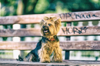 Parktaki Yorkshire Teriyeri. Yüksek anahtarla çekilmiş..