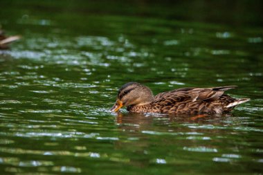 Vahşi ördekler akşamları gölette yüzerler..
