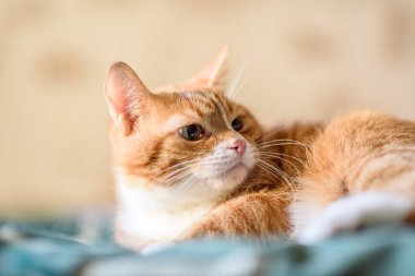 Kırmızı kedi kanepede yatıyor. Yakından çekilmiş..