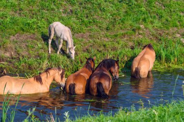 Nehir kenarındaki at sürüsü. Yazın..