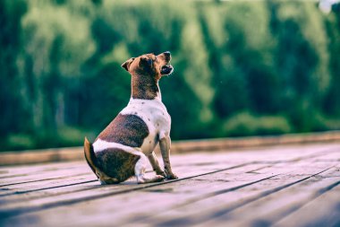 Köpek Jack Russell ormanda oynuyor. Geçmişe dönük olarak fotoğraflandı.
