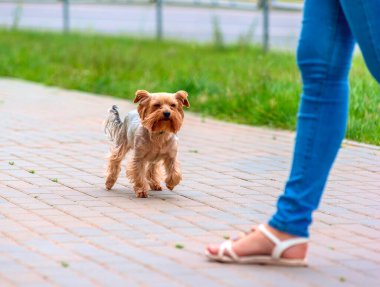 Sokakta yürüyen şirin bej bir teriyer.