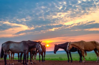 Atlar şafakta otlar.