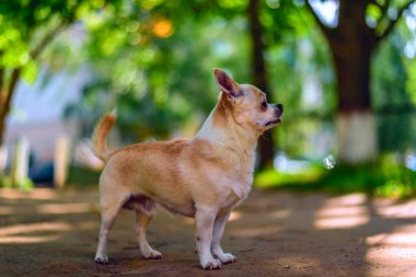 Chihuahua bahçede oynuyor.
