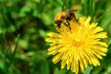 Karahindiba makrosu üzerinde arı