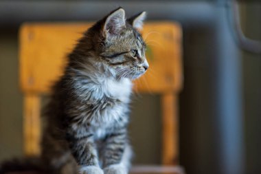 Tahta taburede oturan küçük gri kedi yavrusu.