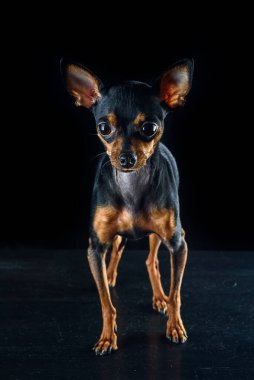 Bir Rus oyuncak köpek portresi.