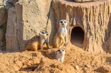 Doğadaki mirket ailesi.