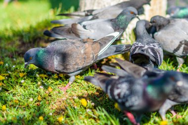 Yazın parkta çimlerin üzerinde bir ağacın altında güvercinler..