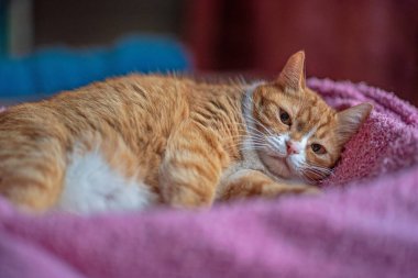 Kırmızı evcil kedi battaniyenin üzerinde bir kutuda yatıyor..