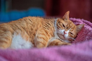 Kırmızı evcil kedi battaniyenin üzerinde bir kutuda yatıyor..