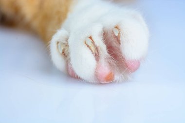 Kızıl bir kedinin pençeleri yakın plan çekilmiş.