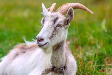 Keçi çayırda yatar ve uzaklara bakar.