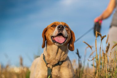 Benekli köpek ağızlığının yakın görüntüsü