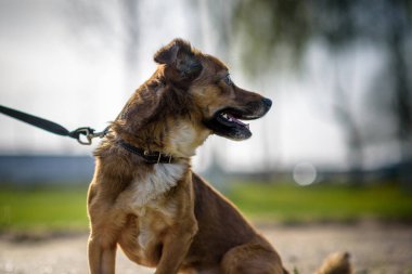 Parkta tasmalı bir köpek gezintisine çıkmış..