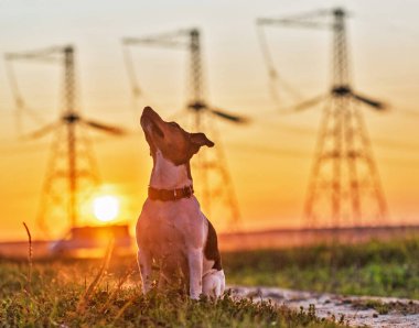 Günbatımında köpek Jack Russell Terrier.