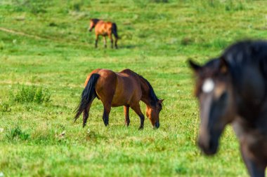 At çiftlikte otluyor.