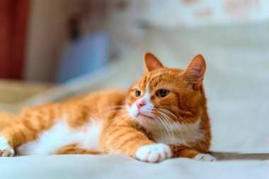 Kızıl bir kedinin stüdyo portresi