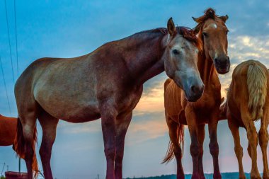 Atlar şafakta otlar.