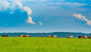 hayvan, yaban hayatı, memeli, doğa, geyik, ot, antilop, vahşi, geyik, kahverengi, safari, boynuz, boynuz, çayırlık, boğa, çiftlik, at, geyik, kenya, yeşil, tarla, antilop, geyik, geyik, hayvan, topi
