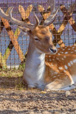 Hayvanat bahçesinde benekli geyik