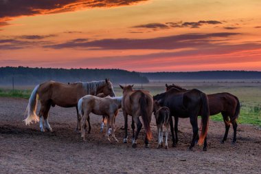Bir at sürüsü sabahın köründe tarlada.