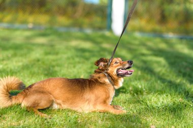Çimenlerde oynayan korkmuş bir köpek..