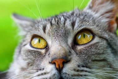 Gri bir kedinin yakın plan portresi