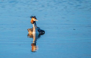 Bir Chomga ördek ailesi nehir boyunca yüzüyor. Fotoğraflı yakın plan..