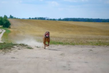 Pitbull Terrier hızlı bir şekilde tozlu yolda ilerliyor..
