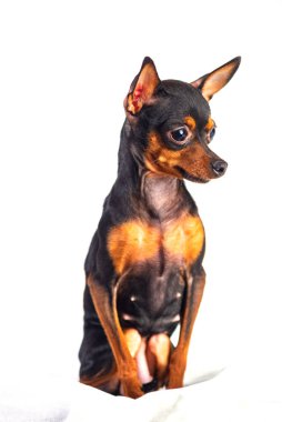 Beyaz arka planda izole edilmiş evcil köpek.