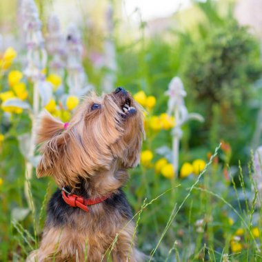 Yorkshire Teriyeri parkta çiçeklerle oynuyor..