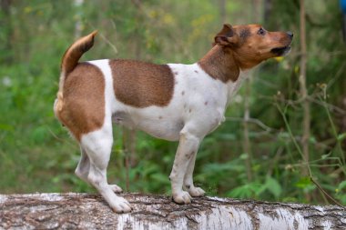 Jack Russell Terrier yalancı bir ağacın üzerinde duruyor. Fotoğraflı yakın plan..