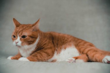 Stüdyoda gri arka planda kızıl bir evcil kedinin portresi..
