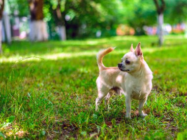 Chihuahua bahçede oynuyor.