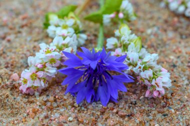Menekşe çiçeğinin yakın görüntüsü 