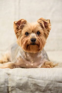 Bir Yorkshire Teriyerinin stüdyo portresi