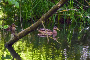 Ördek gölette yüzer