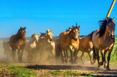 At sürüsü toz içinde tarlada koşuyor.